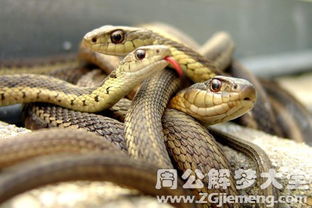 求大师解梦，最近老是梦到蛇