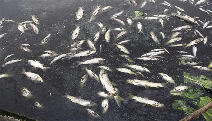 周公解梦死鱼，梦境背后的深层含义与启示