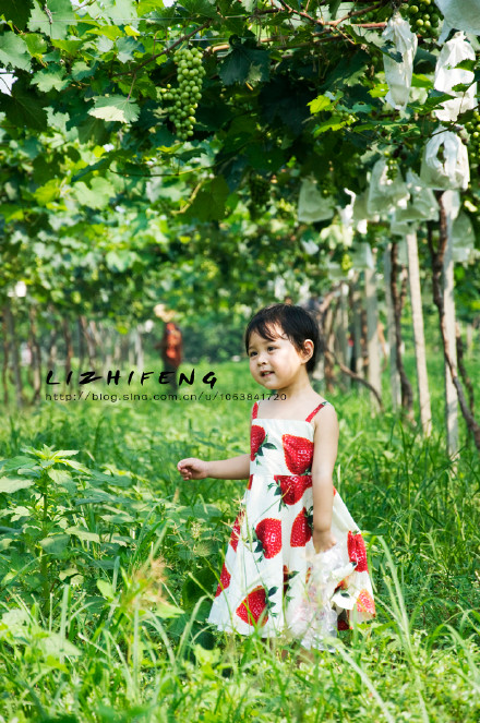 梦到摘枣吃枣，与怀孕有何关联？