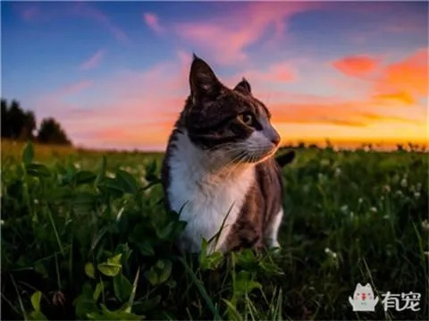 梦到差点掐死自己家的猫，梦境背后的深层含义与解析