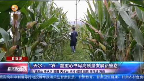 梦见很多的绿玉米杆我飞起来了，探索梦境中的奥秘与自我成长