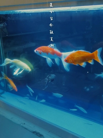 梦境探秘，家中大鱼缸的奇妙生态与内心世界的映射