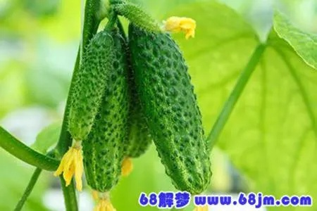梦见在地里摘青瓜，寓意与解析