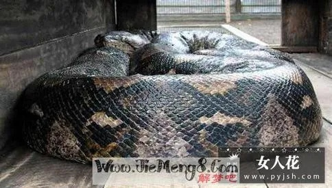 梦境解析，梦见大蛇入侵母亲衣物，最终英勇击退的深层含义