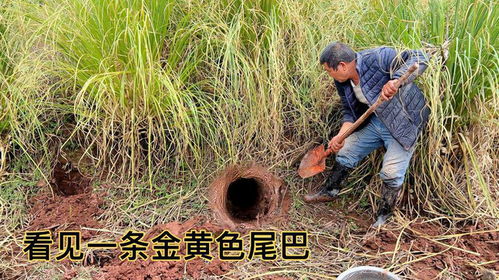 梦境启示，梦见浇地水沟水很脏，深层解析与心理暗示