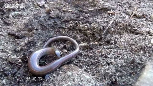 梦境中的启示，梦见抓到小蛇流血并放生，寓意何在？