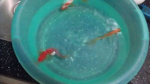 梦到鱼缸裂开一道口子水漏了可鱼还活着，梦境背后的深层含义解析