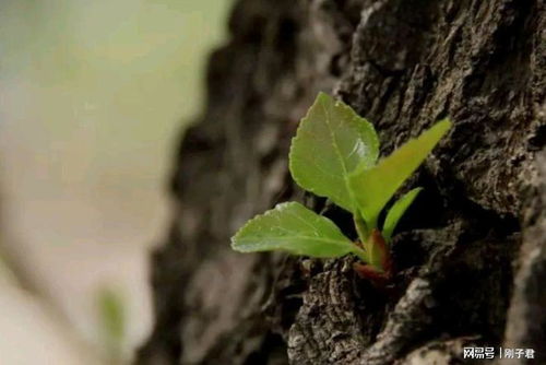 梦境解析，大树倒下与绿蛇的出现——探索潜意识中的象征与启示