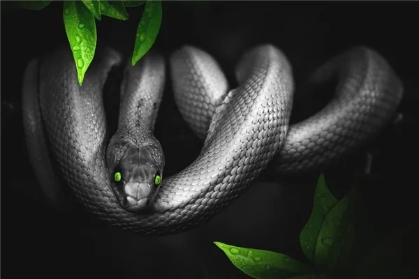 周公解梦，孕梦见黑蛇与眼镜蛇缠绕却友好，寓意何在？