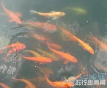 梦见鱼追自己，周公解梦与深层含义探析