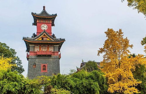 梦回象牙塔，解析梦见自己考上同济大学的深层含义
