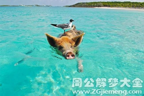 梦见好多小猪过河，寓意与解析