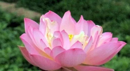 梦见莲花寓意，心灵净化的神秘象征