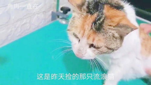 梦见猫和猫崽，解读梦境中的温柔与神秘