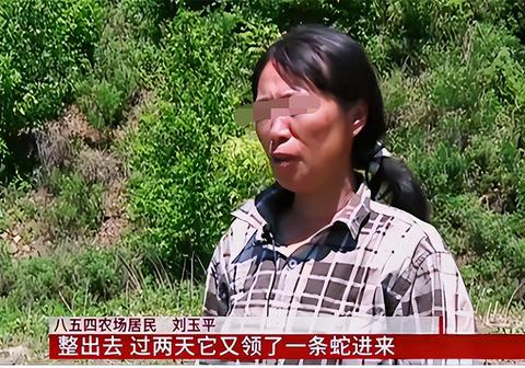 昨晚做梦梦到家里的老房子出现了两条蛇，梦境解析与心理暗示