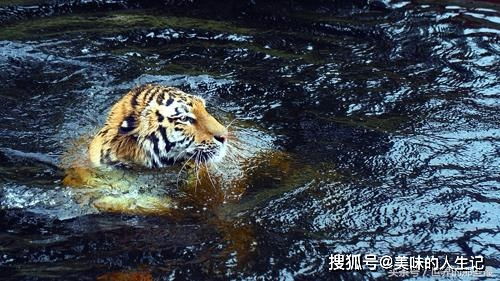 梦见养老虎，探索潜意识中的力量与野性