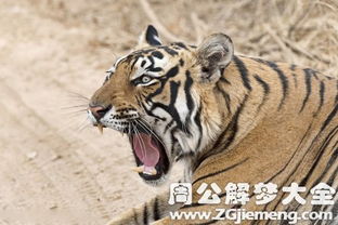 解梦，梦见与好友共战老虎，寓意何在？