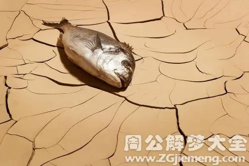 梦见身边都是死鱼，梦境背后的深层含义与心理解析