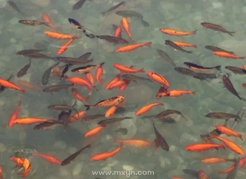 解梦，梦见潜入水中捉住了一条小鱼——探索潜意识中的微妙信息