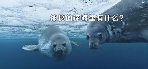 孕晚期梦境探秘，与水中小蛇共舞的奇妙之旅