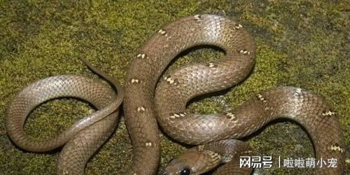 做梦梦见那石头砸死蛇溅血，解读梦境中的象征与心理暗示