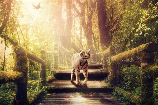 梦境解析，白猫森林中的皮带之咬