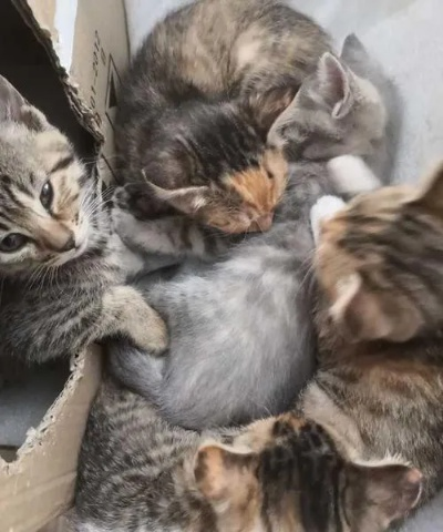 梦境中的温馨家园，梦见我家来了一群可爱大猫和小猫