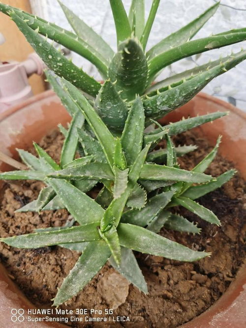 周公解梦大全，梦见铁树开花——奇迹与希望之兆