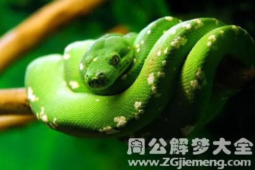 梦境解析，梦见蛇在被窝，却被旁人捕获丢弃，最终被狗叼走的深层含义