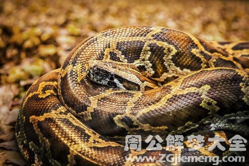 梦见大蟒蛇从我身上过不咬我，寓意与解析