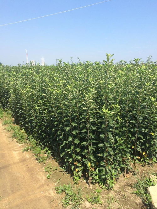 梦见苹果树上面有很多蜜蜂，探索梦境中的甜蜜与丰饶