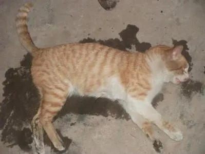 梦见猫死了我埋了，梦境背后的深层含义与心理解析