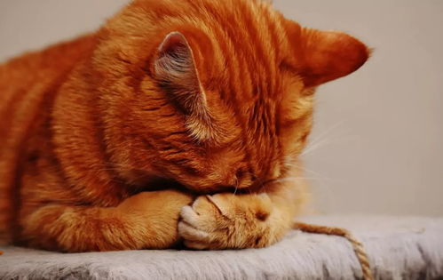 梦见可爱的小老鼠和猫，探索梦境中的微妙预兆与心灵启示