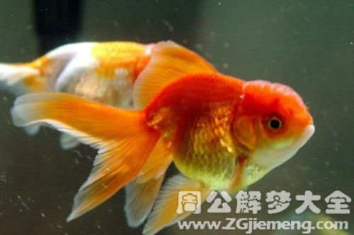 孕妇梦境中的奥秘，乌龟与金鱼共舞的象征意义
