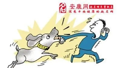 梦境解析，被狗咬与狗之死——探索潜意识中的警示与释放