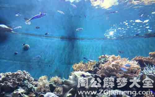 做梦梦见大鱼是什么意思，探索梦境中的神秘象征