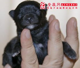 求高人解梦，黑狗与白狗交织的梦境之谜