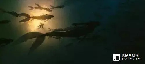 梦境交织，从蛇咬手到鱼飞天的奇幻之旅
