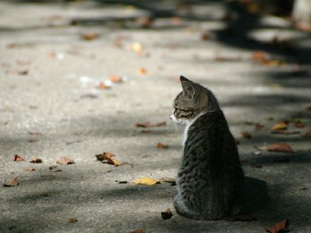 梦境解析，我梦见一只白色的猫躺在我的床下不停叫唤，这究竟意味着什么？