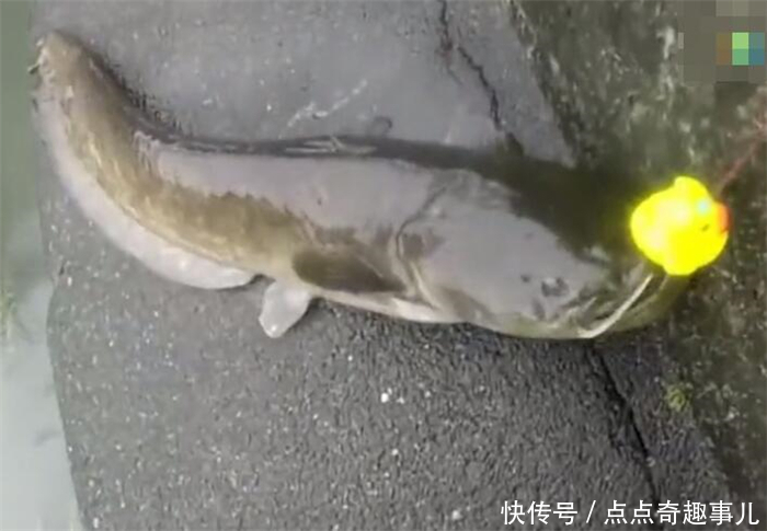 梦见有人给我送鲶鱼我在家里挤，解读梦境中的深层寓意