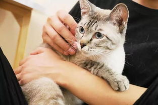 孕妇梦见猫往自己身上扑，甩不掉的神秘预兆与心灵解读