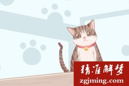 梦境解析，梦见家中猫咪，记忆清晰，情感交织
