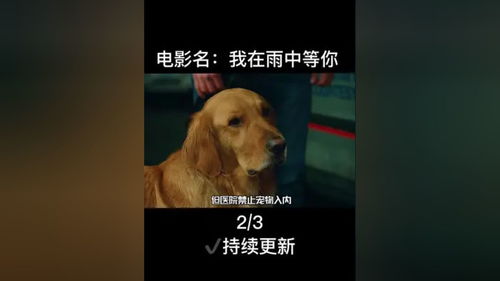 昨晚梦到好多只名贵的狗狗，一场关于忠诚与财富的神秘梦境解析