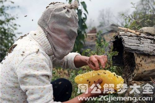 梦见蜂子窝里的蜜蜂都死了，一场梦境的深层解析与启示