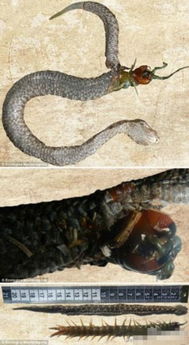 孕妇梦境解析，蜈蚣与蛇的交织意象