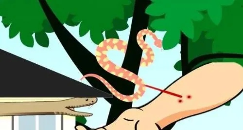 孕妇经常梦见蛇咬自己并把蛇打死是有什么预兆吗？