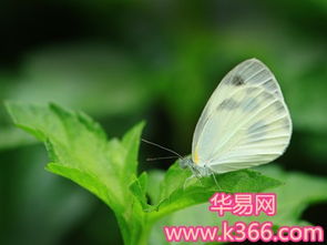 求周公解梦，梦中追逐蝴蝶的深层寓意与心理分析