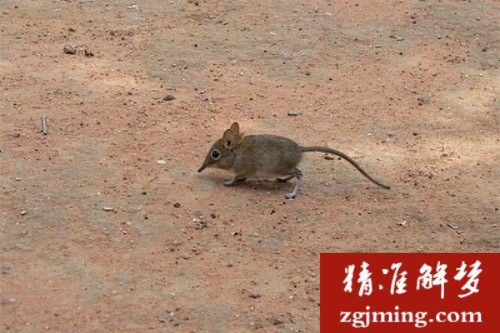 梦境解析，梦到家中有老鼠被他杀死流了好多血