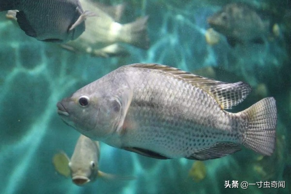 梦境垂钓奥秘，钓得罗非鱼的数字寓言与心灵启示