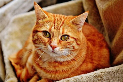 梦境解析，为何会梦到猫？探索梦境背后的深层含义